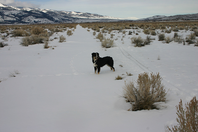 Jack in the Snow