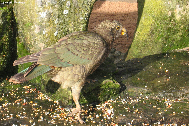 Kea (Wilhelma)