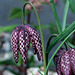 Fritillaria meleagris #2a