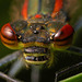 Pyrrhosoma nymphula, the Large Red Damselfly