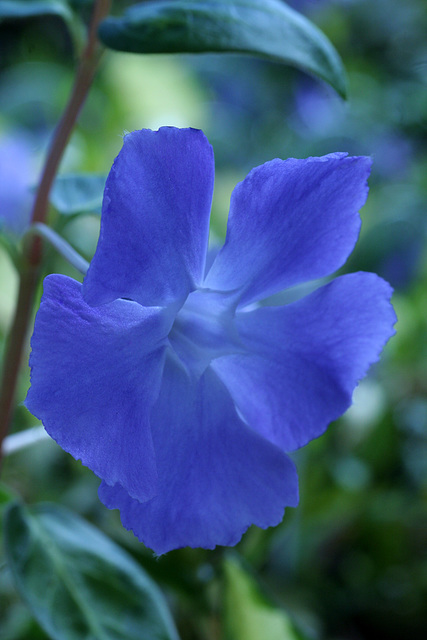 Vinca major