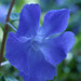 Vinca major