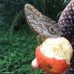 Bananenfalter (Wilhelma)