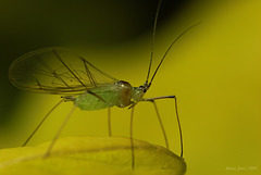 Aphid