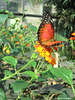 Nicht mehr unbekannter Schmetterling (Wilhelma)