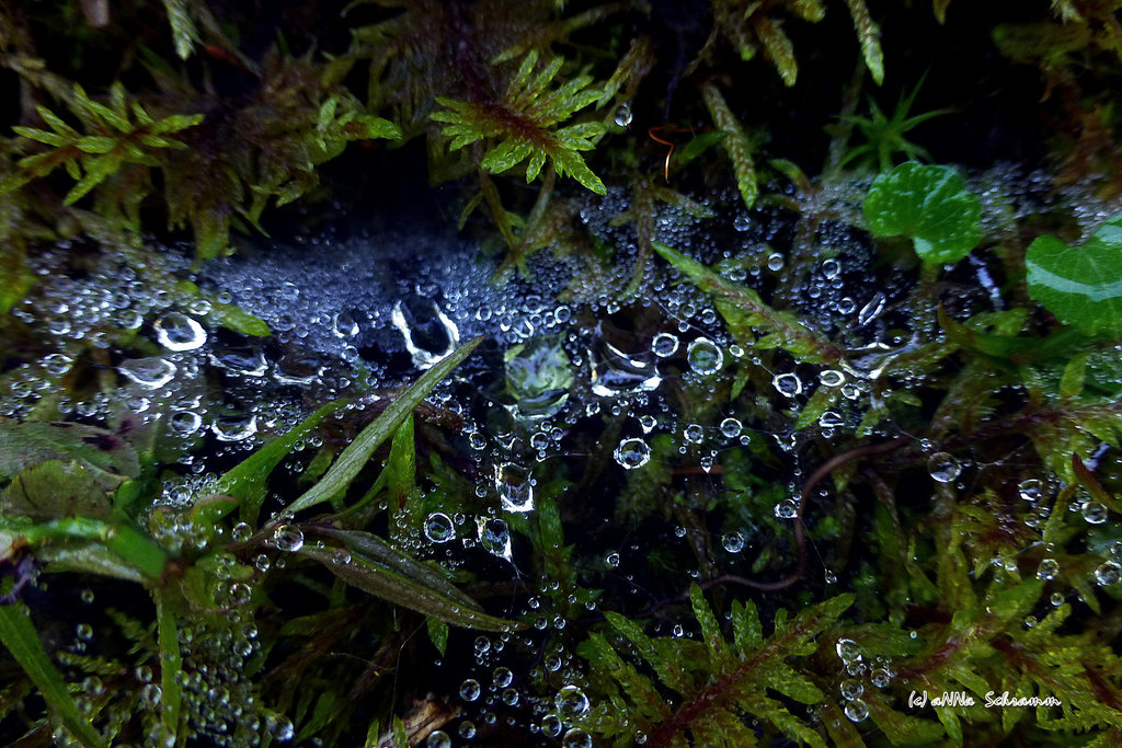 Wasserperlenspiel