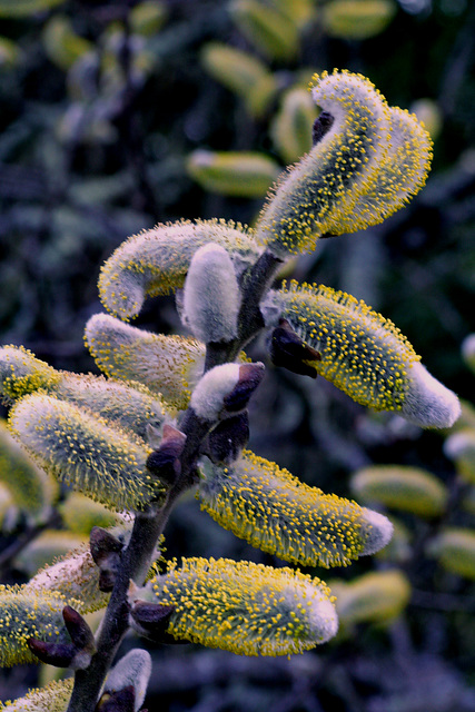 Willow Catkins