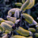 Willow Catkins