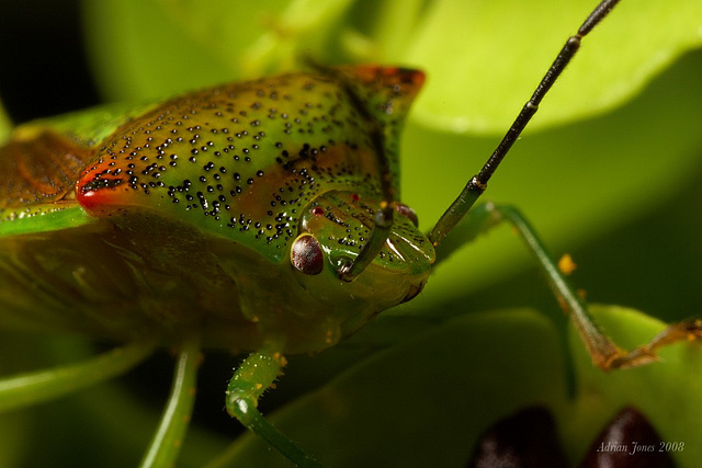 Hawthorne Shieldbug (Acanthosoma haemorrhoidale)