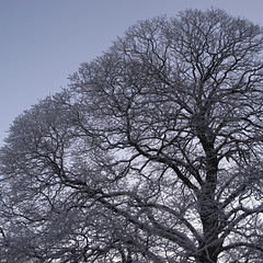 Old maple tree