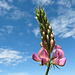 Sainfoin / Onobrychis viciifolia