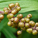 False Solomon's Seal berries / Maianthemum racemosum