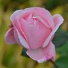 Rose douceur************pour vous !