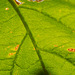 Back-lit leaf 01