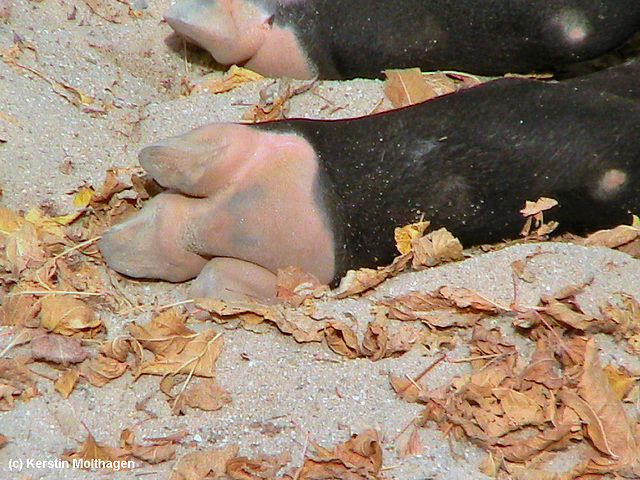 Hinterfuß des Schabrackentapirs (Wilhelma)