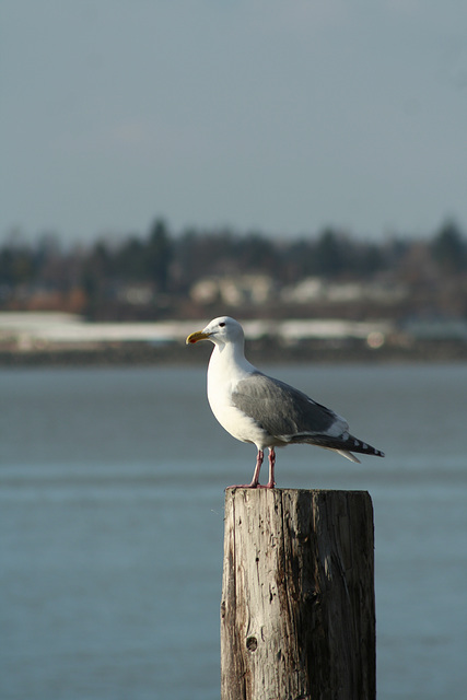 Bellingham Bay