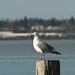 Bellingham Bay