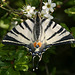 Scarce Swallowtail (Iphiclides podalirius) butterfly