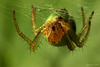 Green Spider