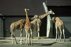 Giraffes