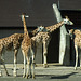 Giraffes