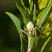 Crab Spider on Goldenrod