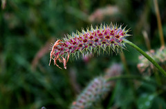 Trifolium incarnatum