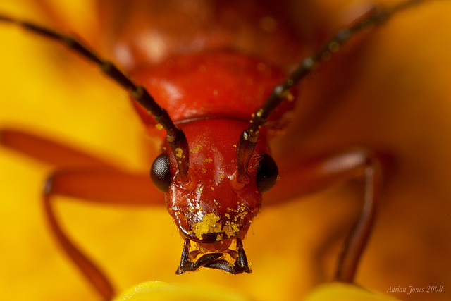 Soldier Beetle portrait