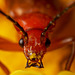 Soldier Beetle portrait