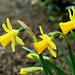 Miniature Daffodils