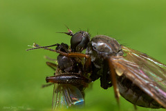 Fly and Prey