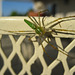Enormous Green Lynx spider on the patio furniture.