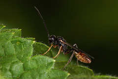 Ichneumon Wasp