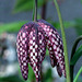 Fritillaria meleagris #2