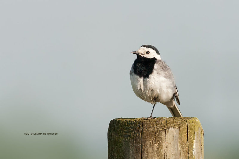 Witte Kwikstaart / White Wagtail (Motacilla alba) #3