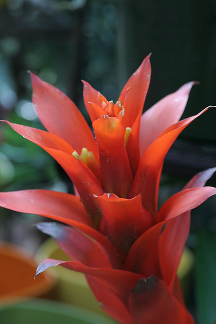 Red Bromeliad