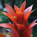 Red Bromeliad