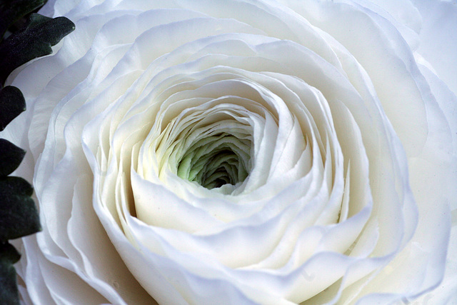 White Ranunculus