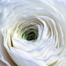 White Ranunculus