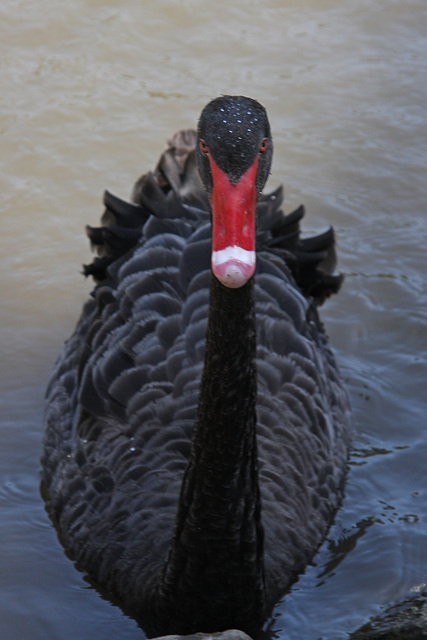 Black swan