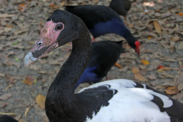 Magpie goose