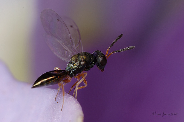 Tiny wasp