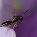 Tiny wasp