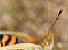 Dark Green Fritillary (Argynnis aglaja) butterfly right antenna