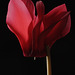 Cyclamen flower