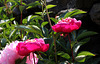 IMG 7731
