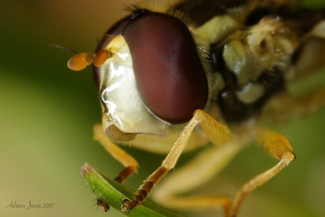 Hoverfly Portrait