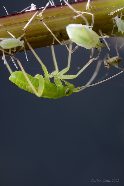 Mirid Bug Nymph