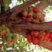 20070227-0056 Ficus racemosa L.