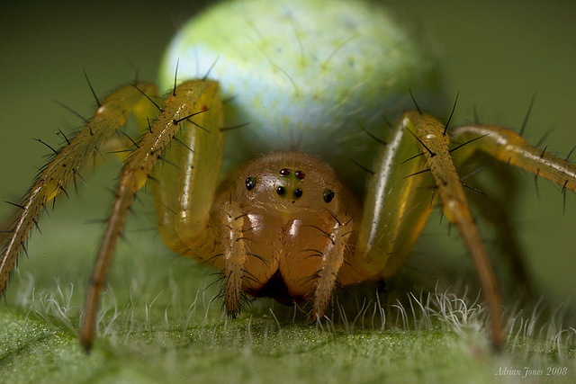 Araniella cucurbitina